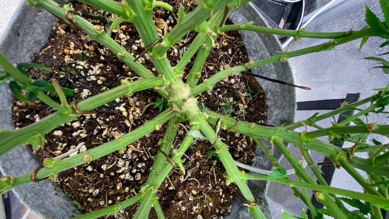 La technique du monstre cropping consiste à prélever des boutures sur des plants de cannabis matures en phase de floraison, puis à faire s'enraciner et pousser végétativement ces boutures